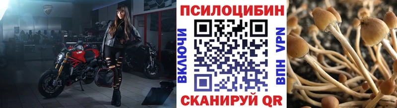 Купить  Катайск  Псилоцибиновые грибы Cubensis 
